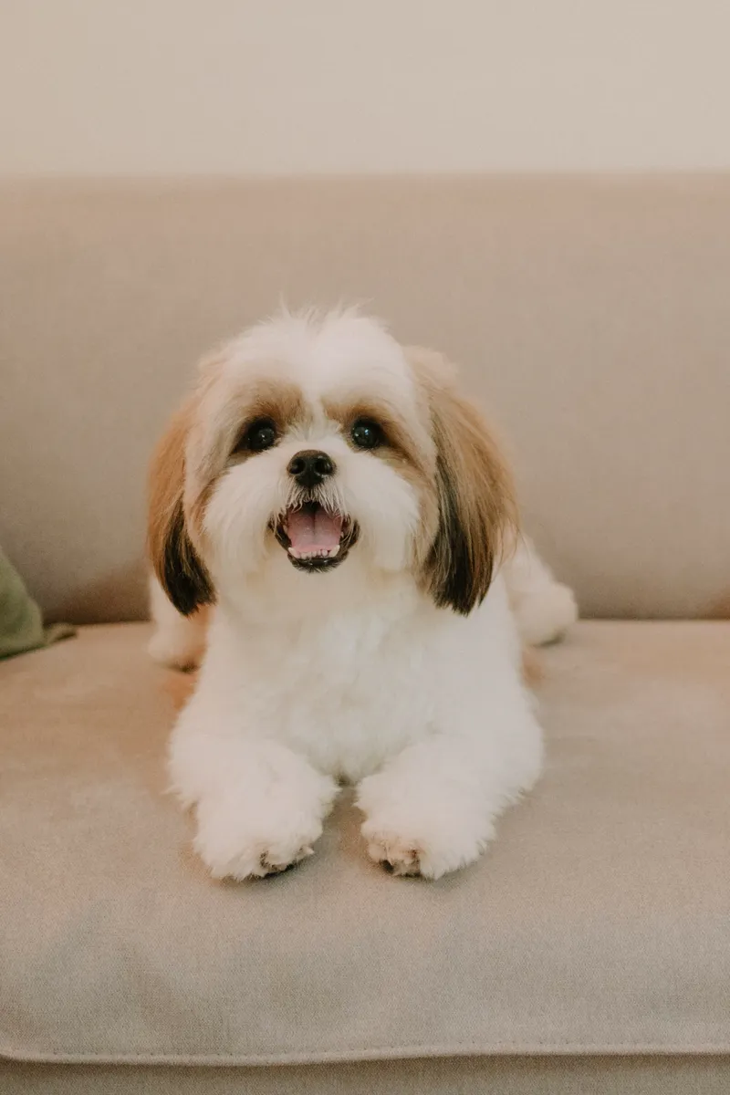 Shifu
